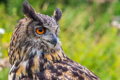 鹰鸮 (Bubo bubo)