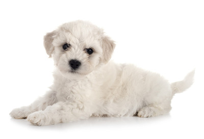 小卷毛比雄犬