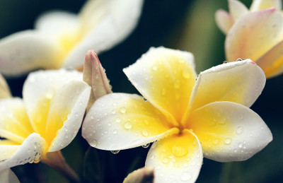 白色鸡蛋花与水滴