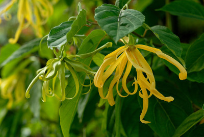 黄花，依兰依兰(Cananga odorata, Lamk.)