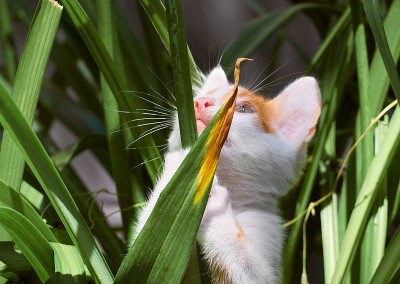 草丛里的小猫。