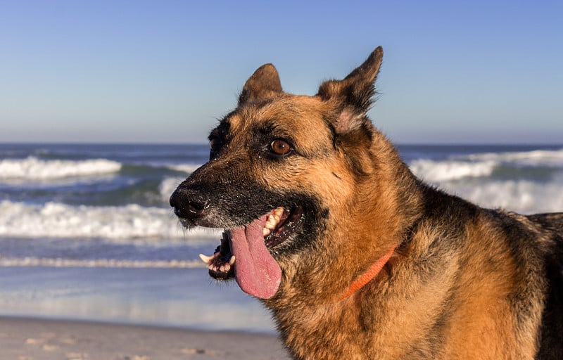 海滩上的德国牧羊犬