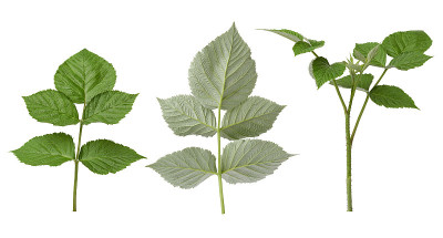 各种各样的树枝和绿色的覆盆子叶子孤立在白色的背景上