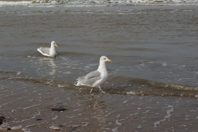 海鸥在冲浪