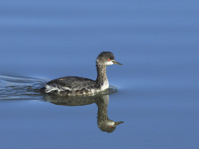 西水蚤(未成熟)(aechophorus occidentalis)