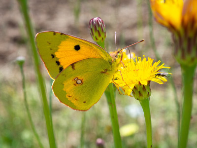 云状黄色蝴蝶(Colias croceus)栖息在一朵背景模糊的花上