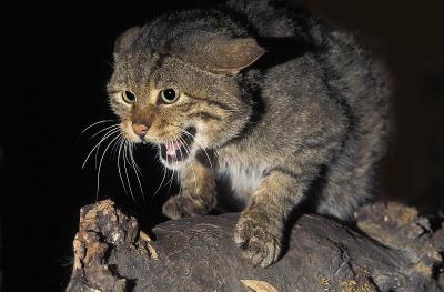 欧洲野猫，野猫，成年咆哮