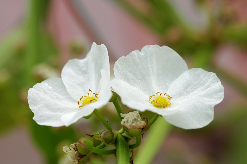 亚马逊莲花