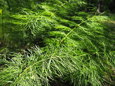 森林中的蕨类植物。美丽优雅的绿叶。水龙门:维管植物的一个分支，包括现代蕨类植物和古代高等植物。