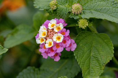 马缨花