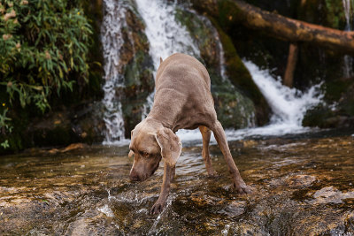 威玛拉犬在森林中央的一条河里嗅和追踪。
