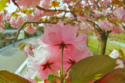 日本的双樱花