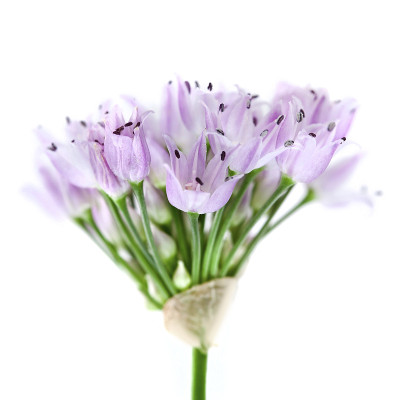 野生洋葱花