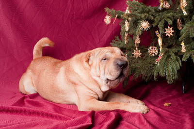 圣诞节sharpei狗