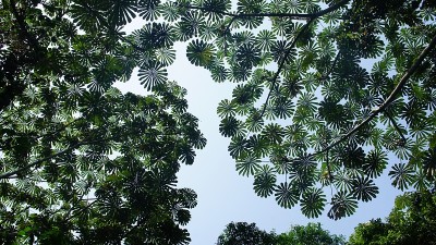 伞树
