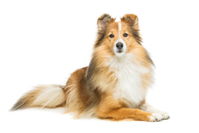 布朗sheltie狗