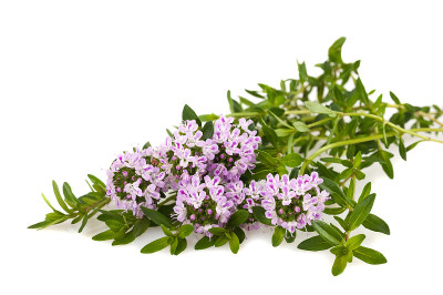 美味的花