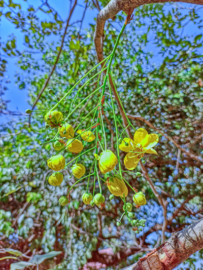 桂皮瘘花