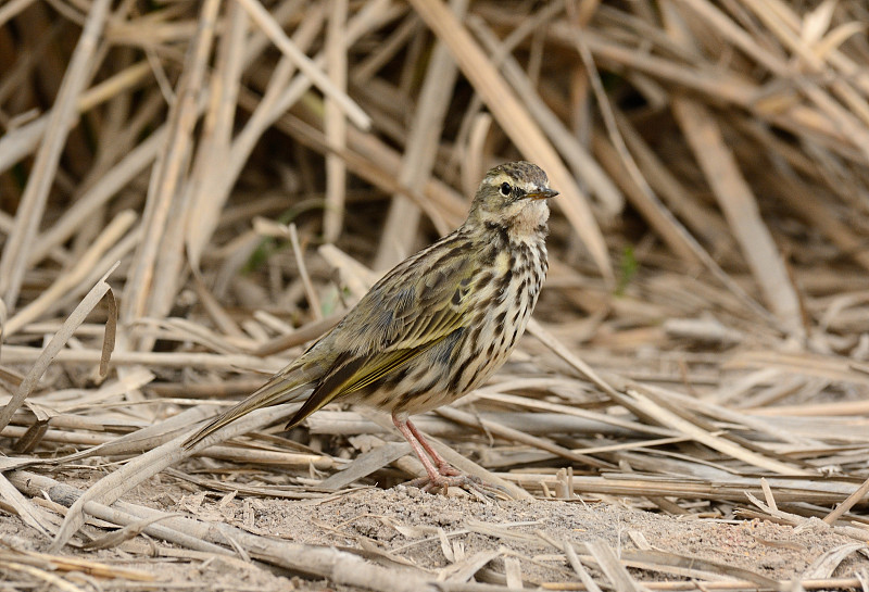 Rosy Pipit (Anthus roseatus)