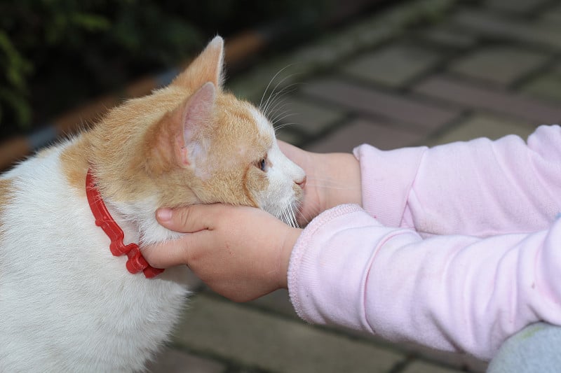 小女孩在抚摸一只红猫