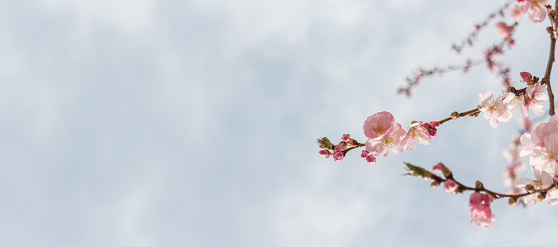 花旗帜