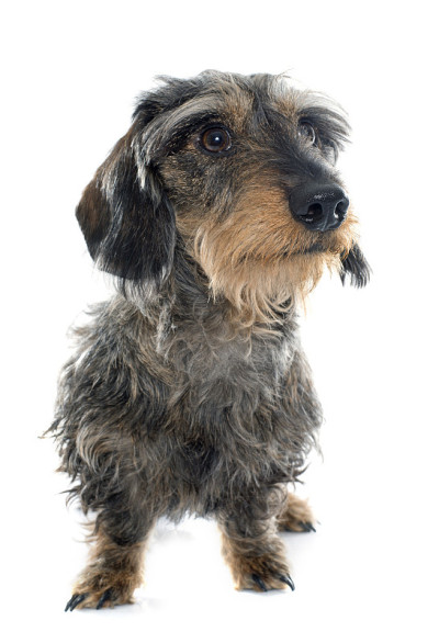丝头发的腊肠犬