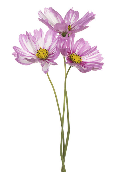 花孤立