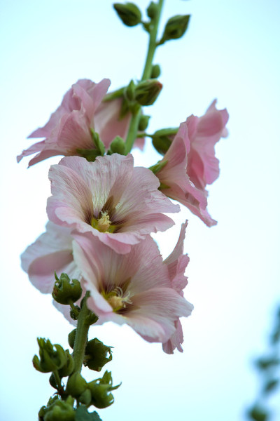 花期美丽的花朵。
