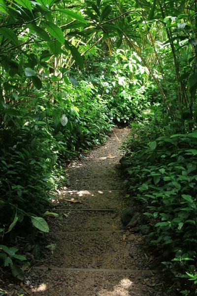 青山绿林