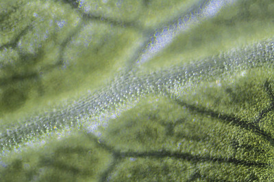绿色芹菜叶在显微镜下放大100倍