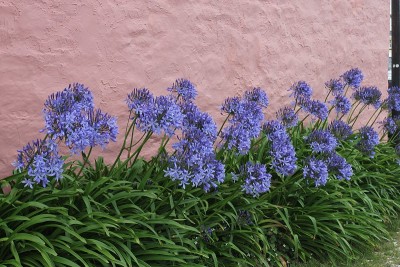 爱情花