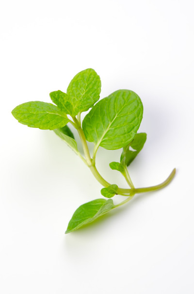 绿薄荷