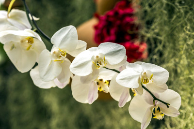 热带花卉