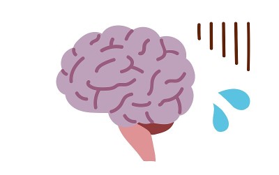 脑横切面的医学说明