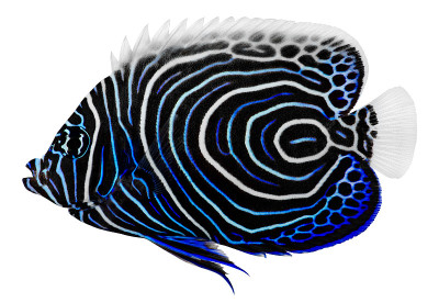 Angelfish皇帝。Pomacanthus皇帝