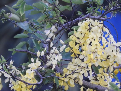 印度金链花花