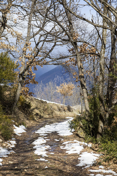 山间的春林里，积雪融化的小径。