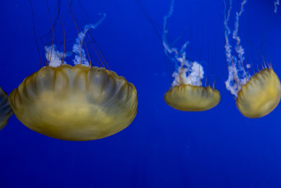 一群太平洋海荨麻在明亮的蓝色水族馆里游泳