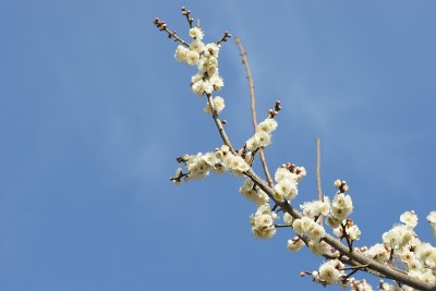 梅花