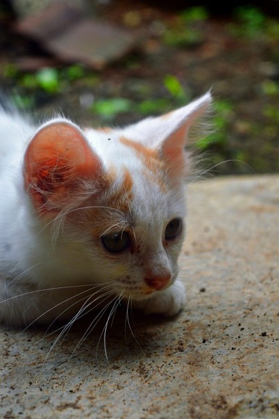 美丽的白色小猫与橙色图案看着它的猎物和准备扑