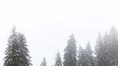 冬天的背景与积雪的冷杉树与雾蒙蒙的天空