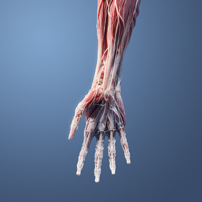 3D前手，手腕，前臂解剖蓝色背景