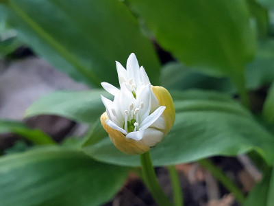 野生蒜芽裂开了!这是春天!