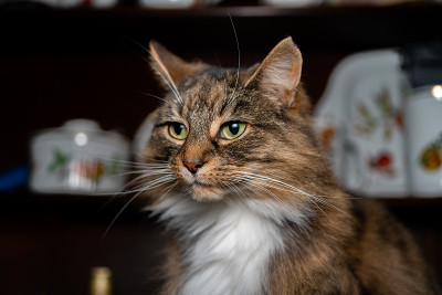 英国长毛猫肖像