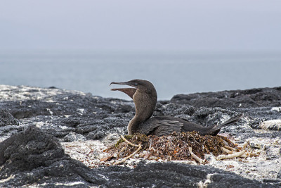 加拉帕戈斯鸬鹚(Phalacrocorax harrisi)在南美洲厄瓜多尔加拉帕戈斯群岛繁殖