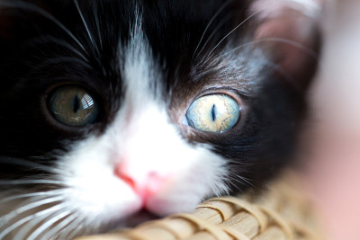 猫宝宝