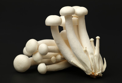 Shimeji蘑菇白色品种上黑色背景