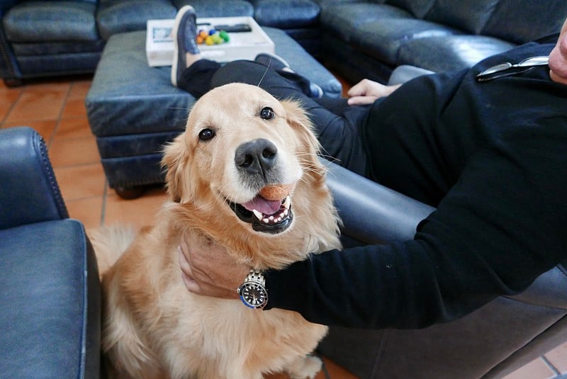 金毛猎犬在家里，嘴里叼着宠物玩具。