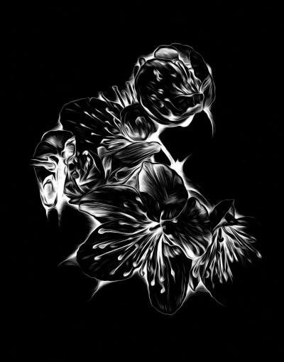 花卉绘画艺术插图负黑色