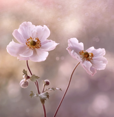 银莲花，银珠花